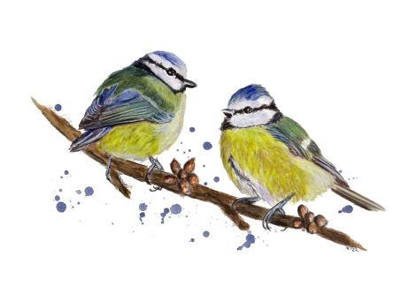 160-161_sýkorky_20220530 160-161_sýkorky_20220530