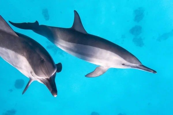 depositphotos_172607328-stock-photo-dolphin-school-in-a-coral