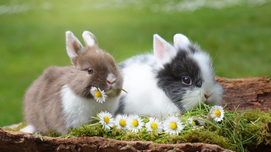 kralici-mladata-nahled kralici-mladata-nahled