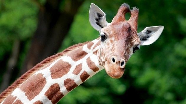 MIC5365aa_114932_4685184 MIC5365aa_114932_4685184